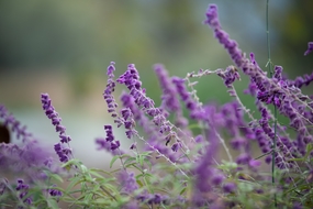 紫色薰衣草花微距特写摄影图片